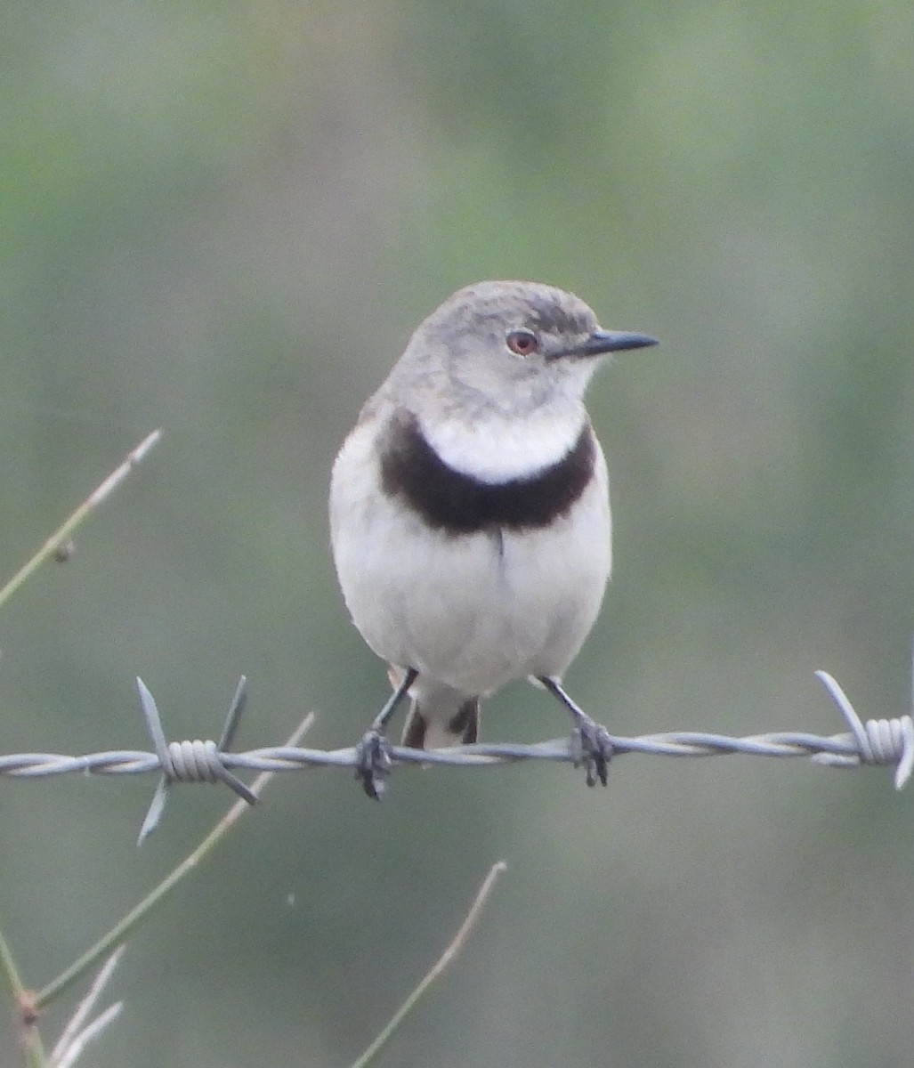 White-fronted Chat - ML642784243