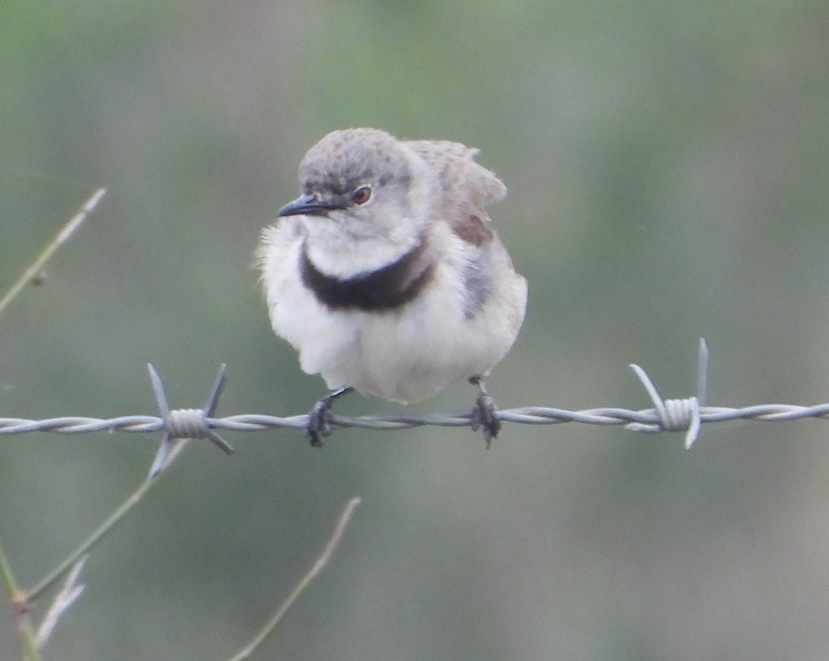White-fronted Chat - ML642784244