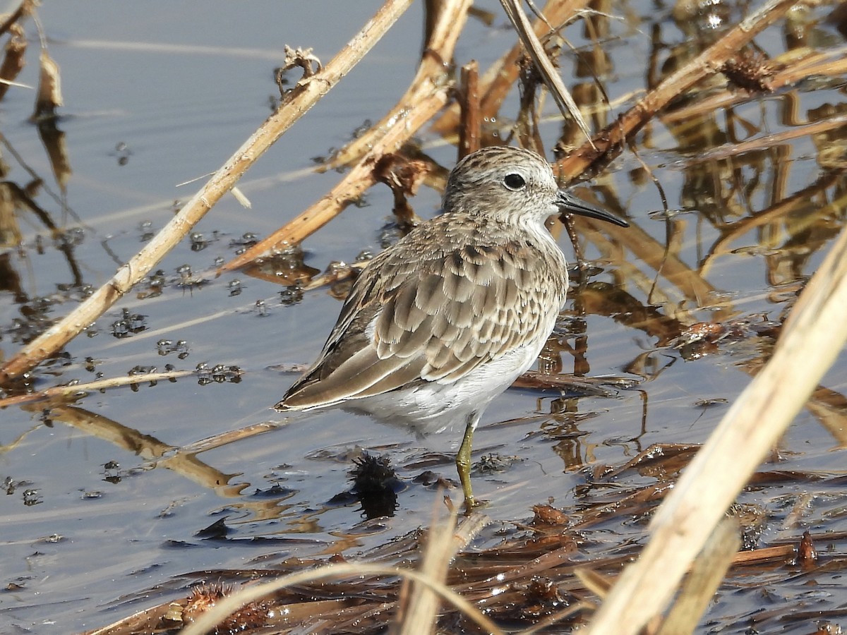 Least Sandpiper - ML642784245