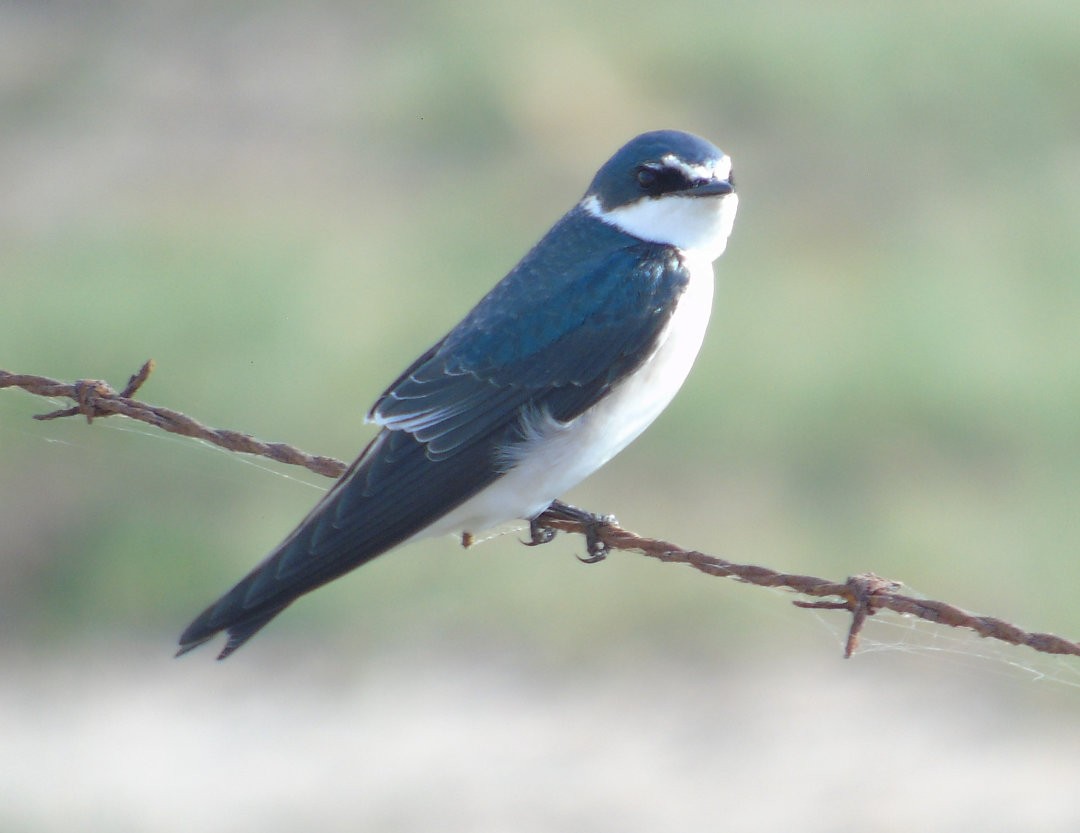 White-rumped Swallow - ML642784246