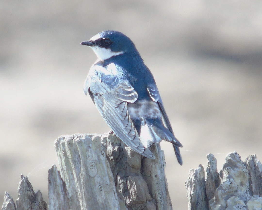 White-rumped Swallow - ML642784247