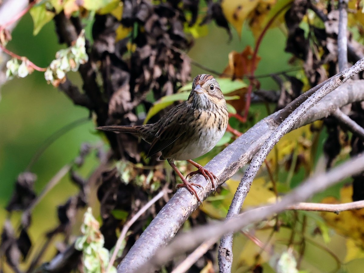 Lincoln's Sparrow - ML642784248