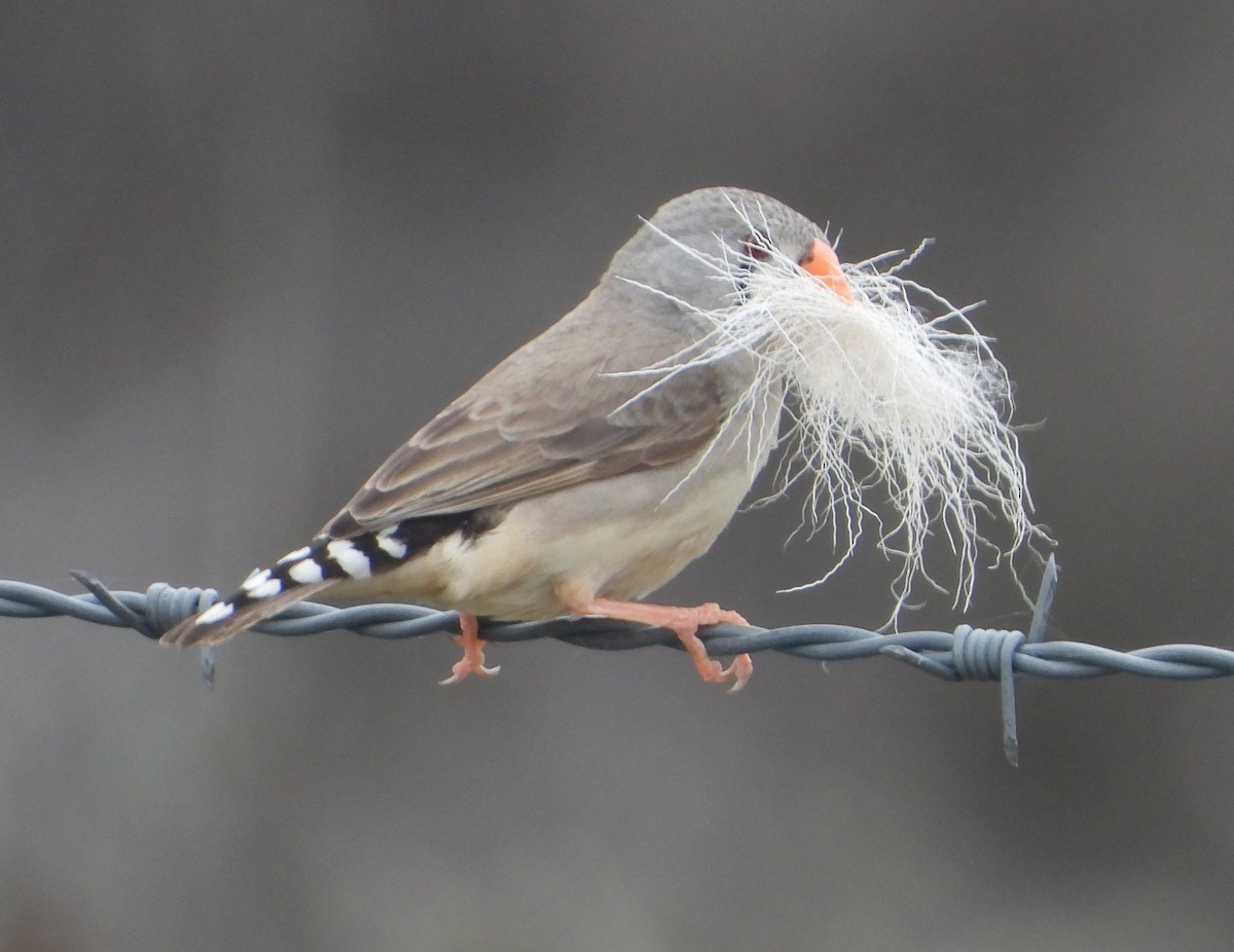 Zebra Finch - ML642784250