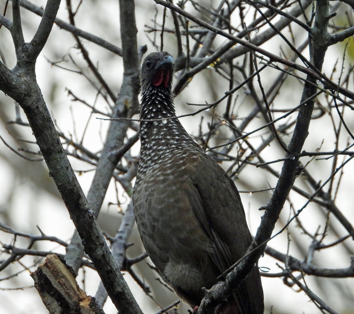 Speckled Chachalaca - ML642784251