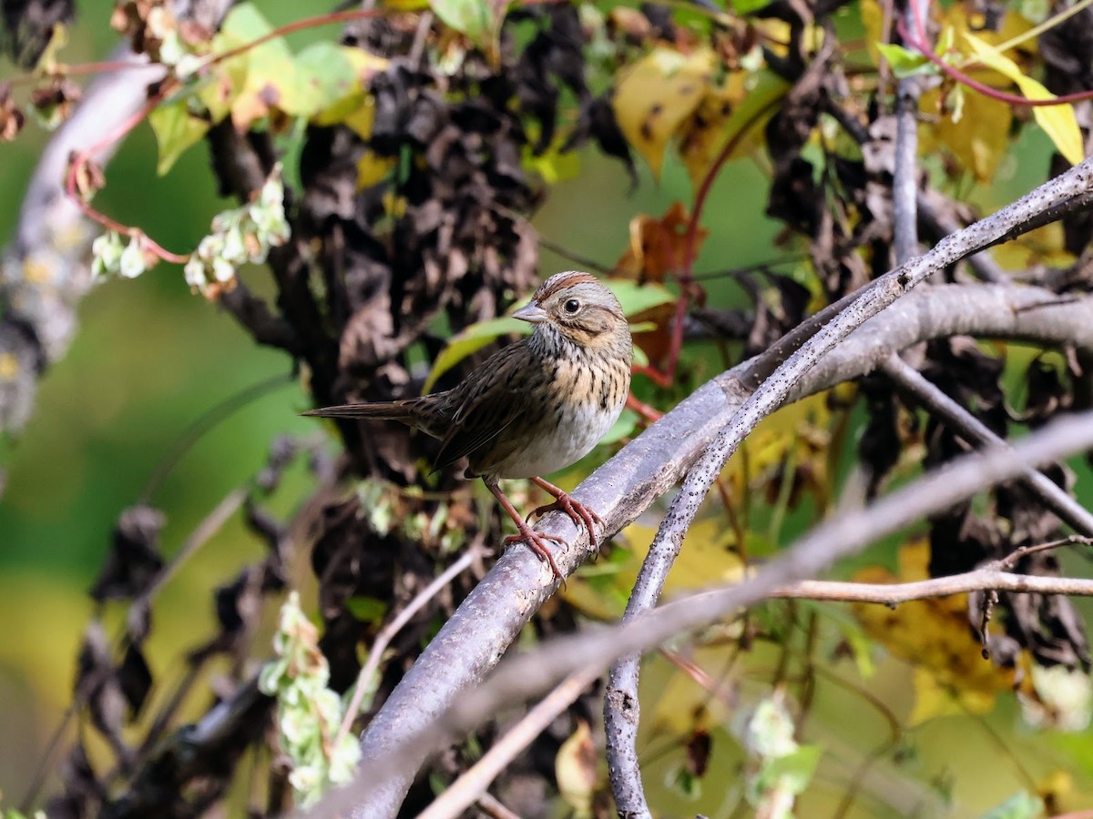Lincoln's Sparrow - ML642784254