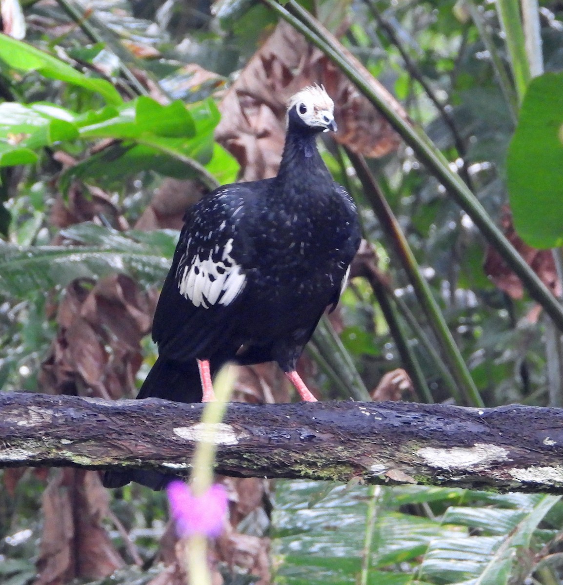 Blue-throated Piping-Guan - ML642784266