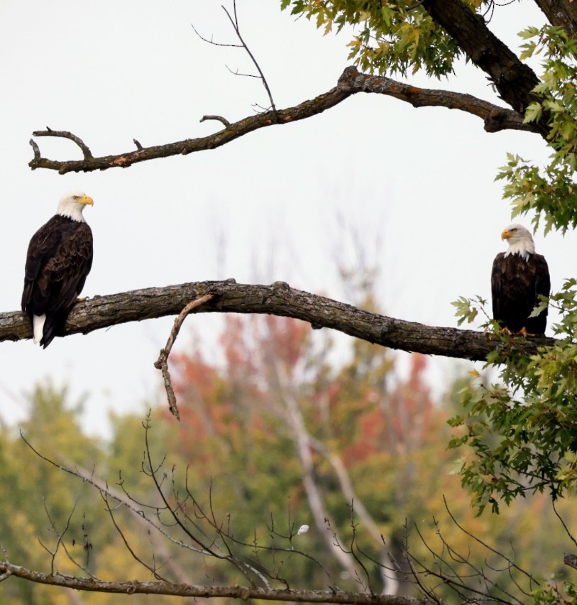 Bald Eagle - ML642784268
