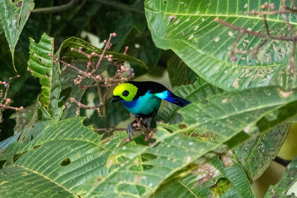 Paradise Tanager - ML642784284