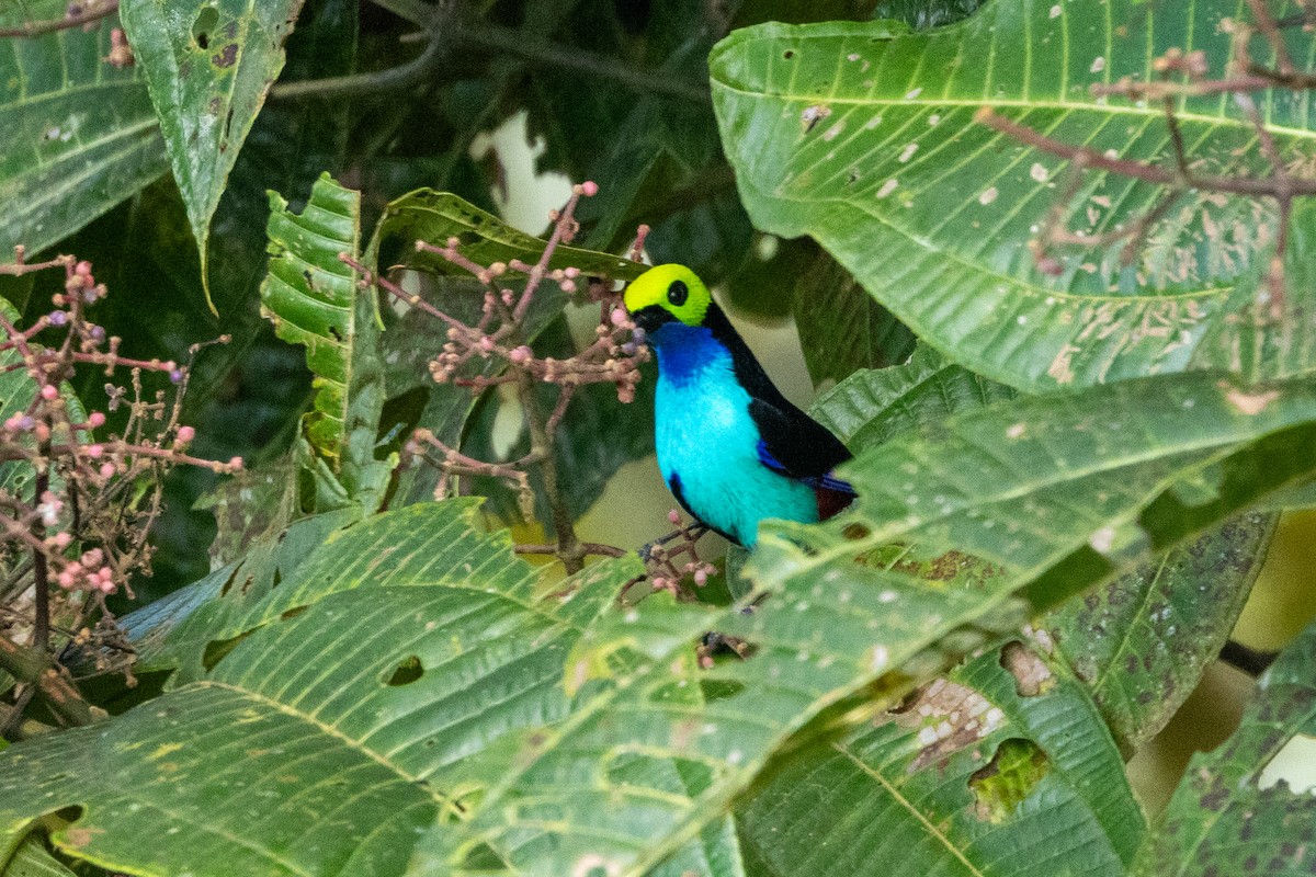 Paradise Tanager - ML642784285