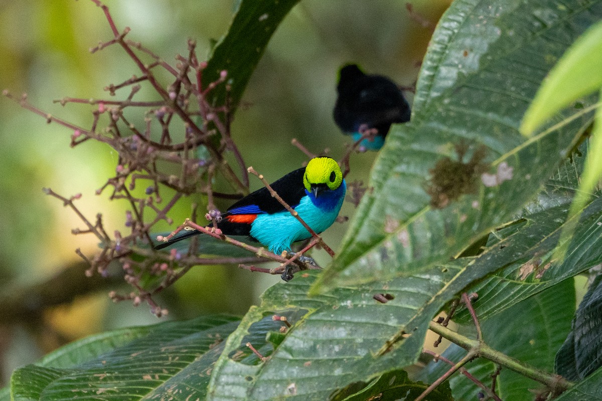 Paradise Tanager - ML642784286