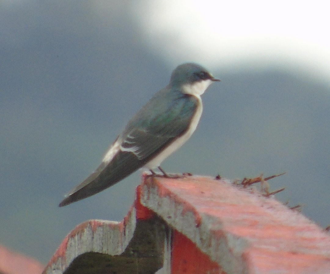 White-rumped Swallow - ML642784291
