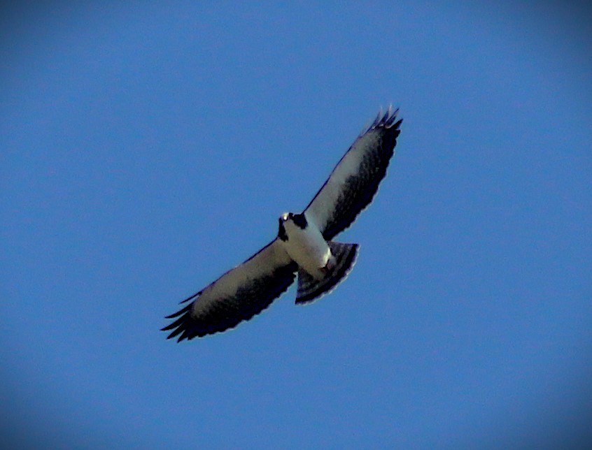 Short-tailed Hawk - ML642784300