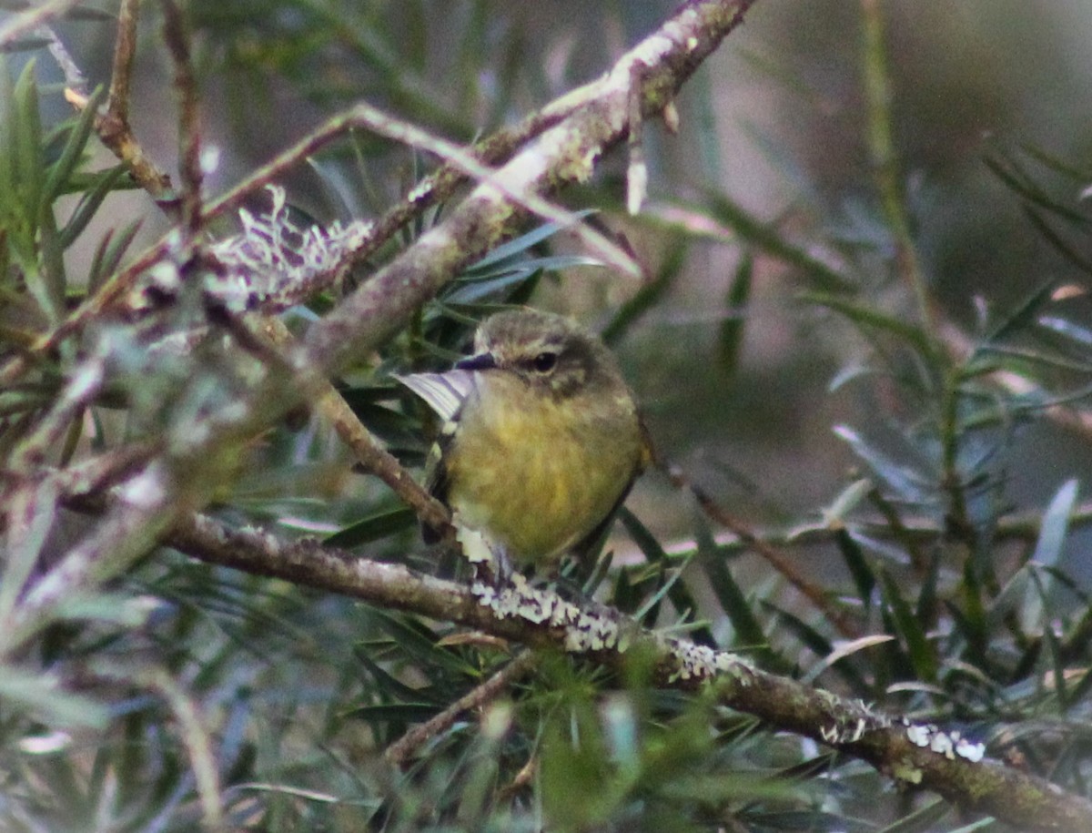 Mottle-cheeked Tyrannulet - ML642784308