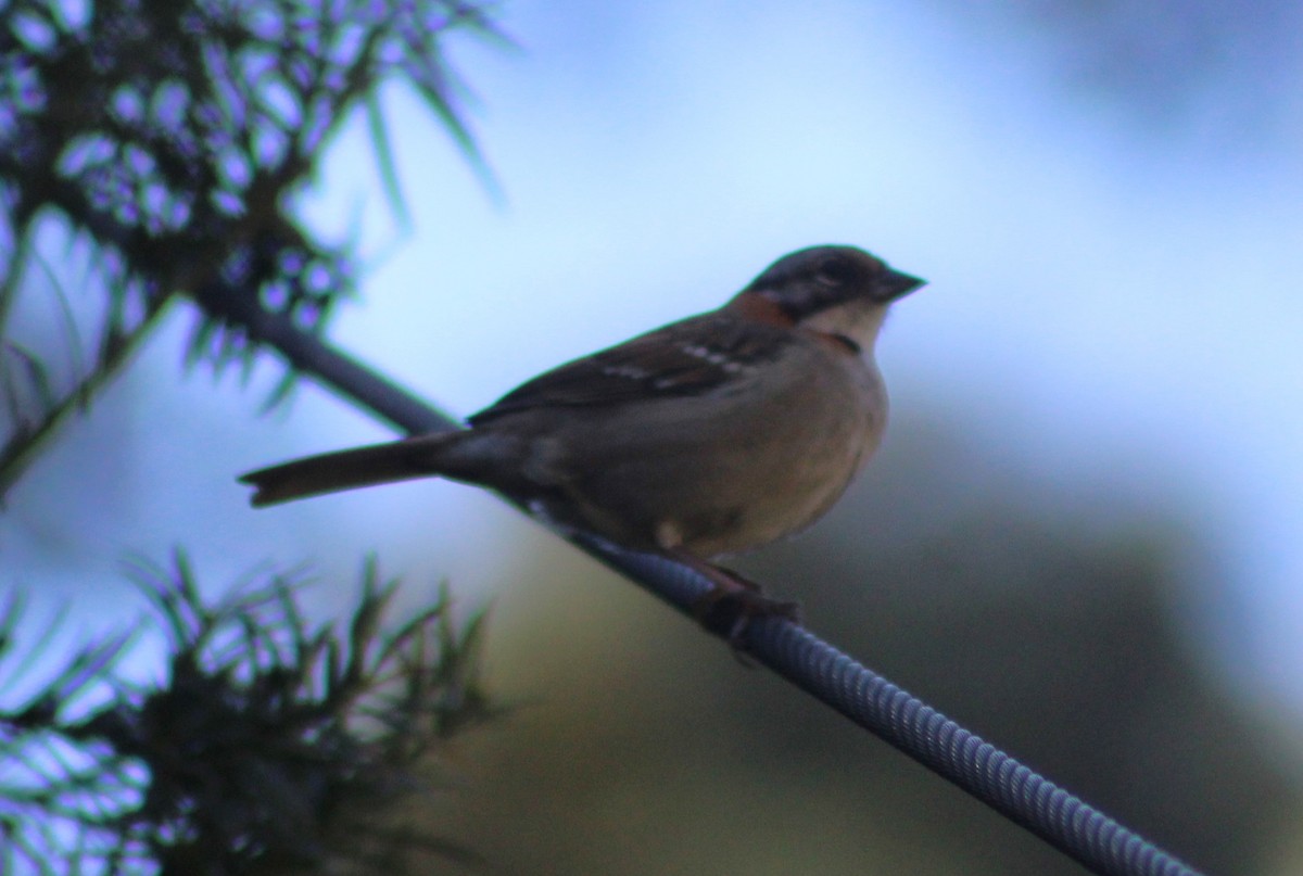 Rufous-collared Sparrow - ML642784313