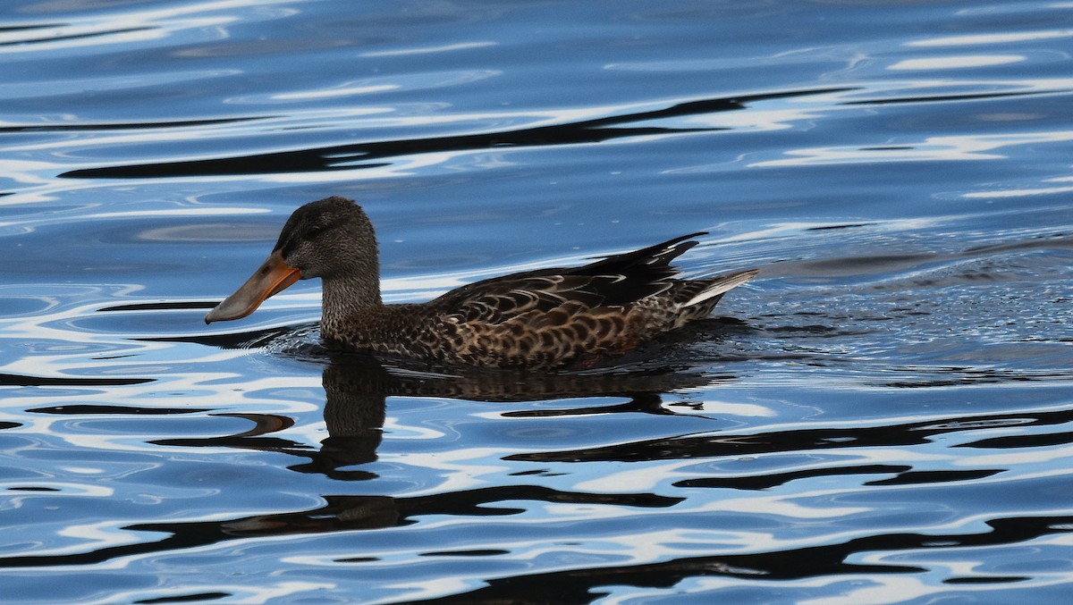 Northern Shoveler - ML642784314