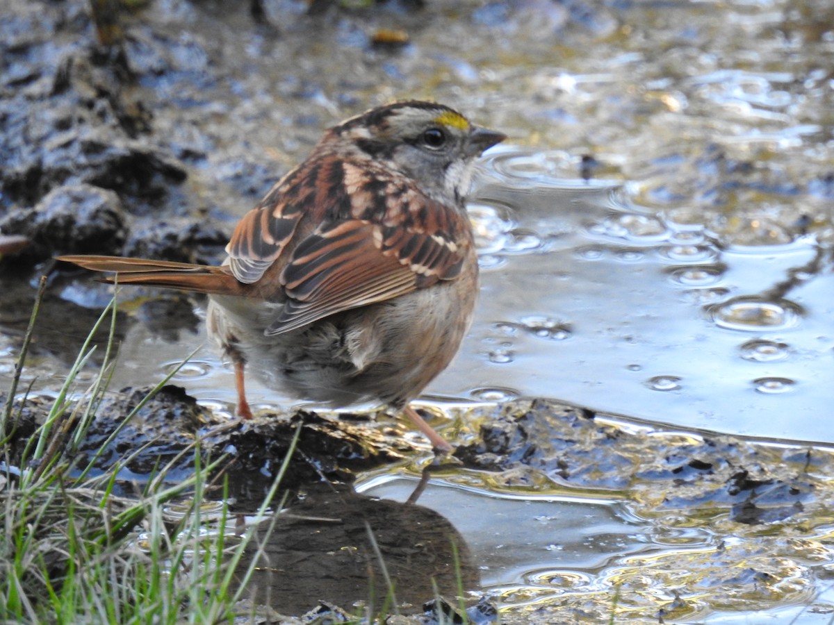 White-throated Sparrow - ML642784318