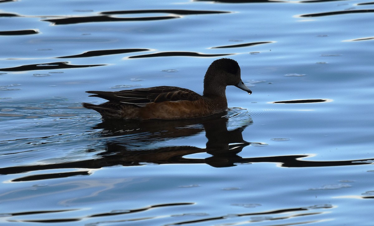 American Wigeon - ML642784320