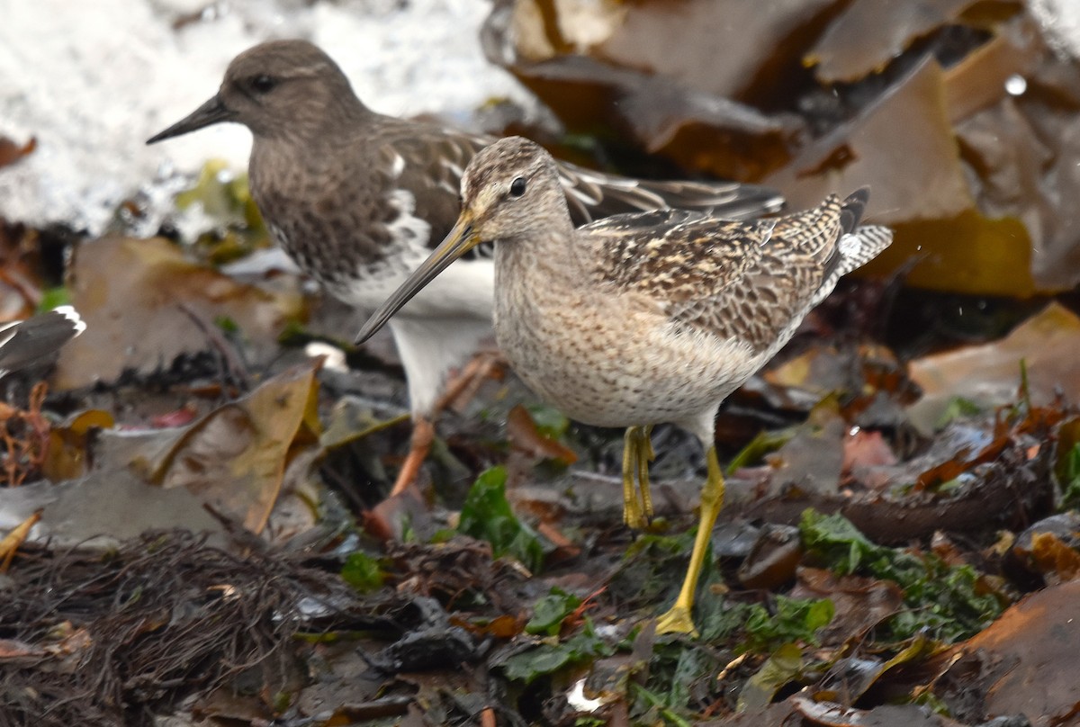 Short-billed Dowitcher - ML642784329