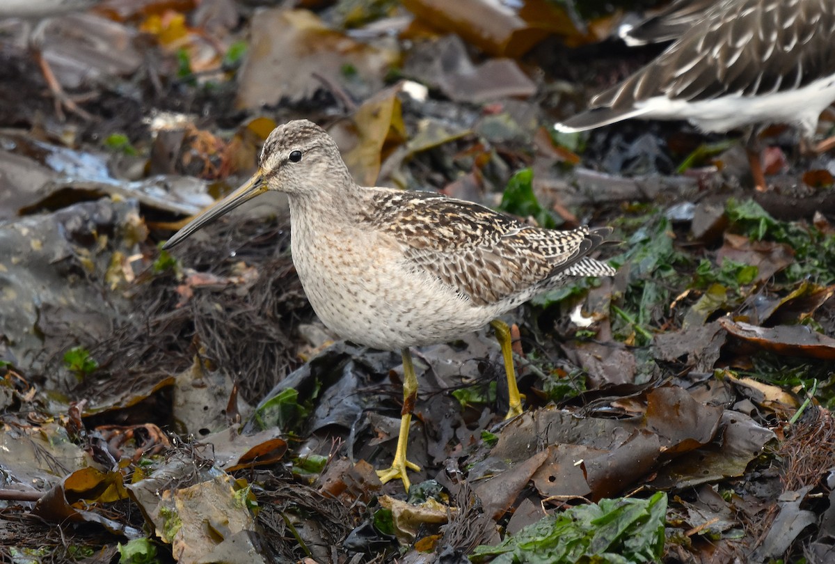 Short-billed Dowitcher - ML642784330