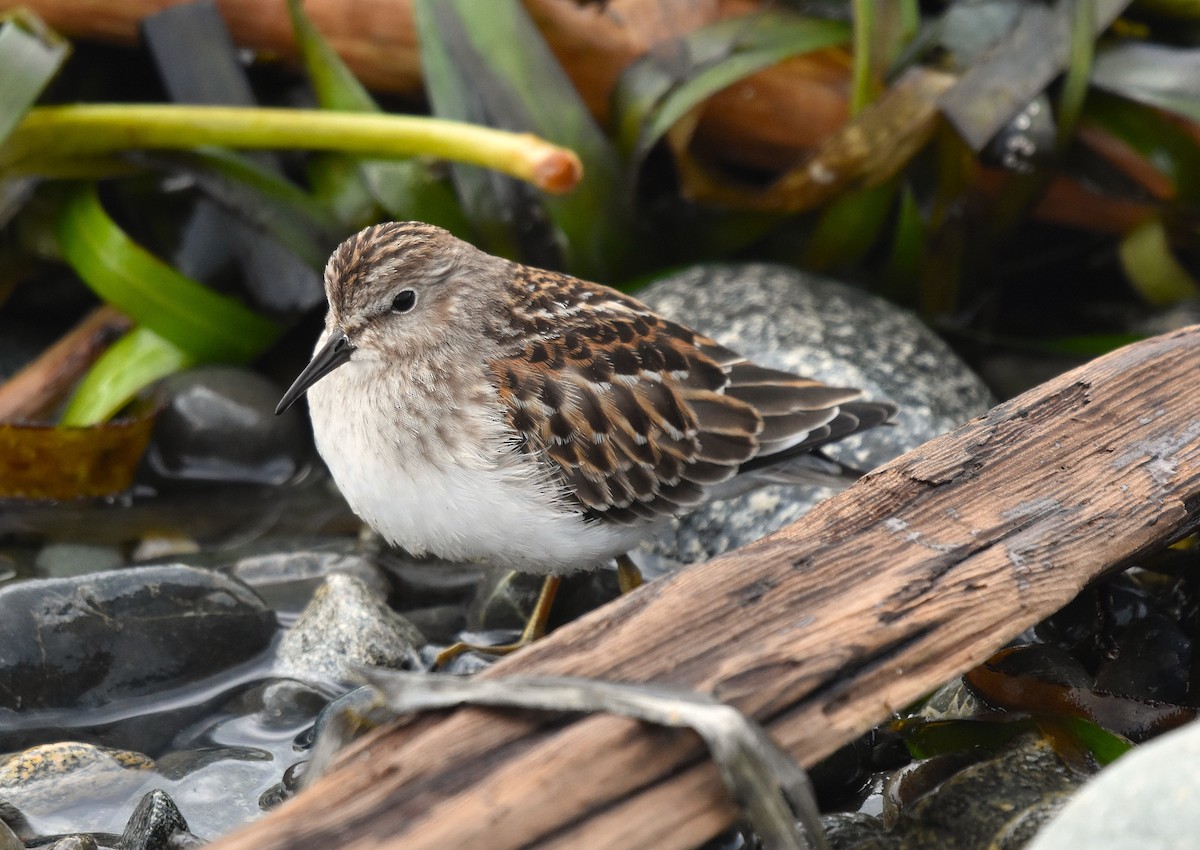 Least Sandpiper - ML642784334