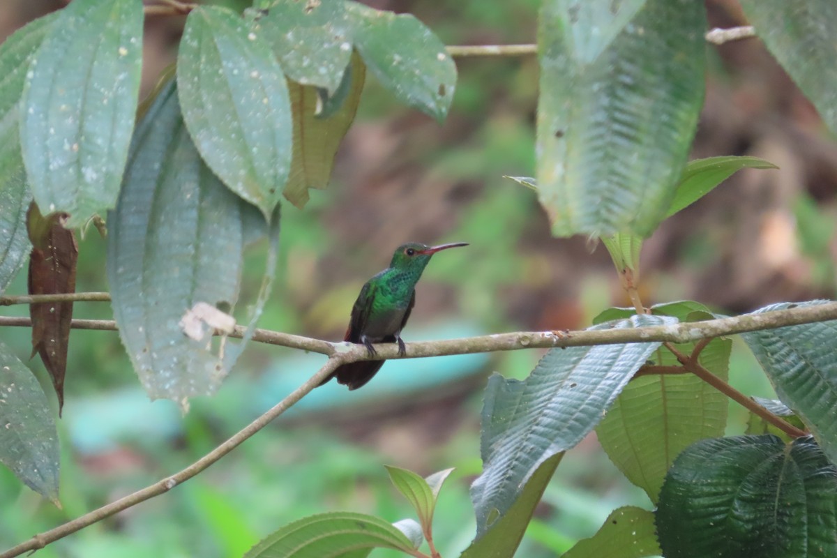 Rufous-tailed Hummingbird - ML642784352