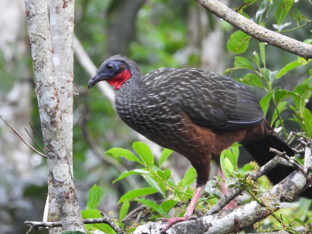 Spix's Guan - ML642784353