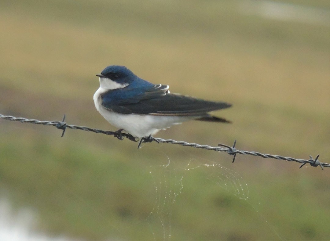 Chilean Swallow - ML642784354
