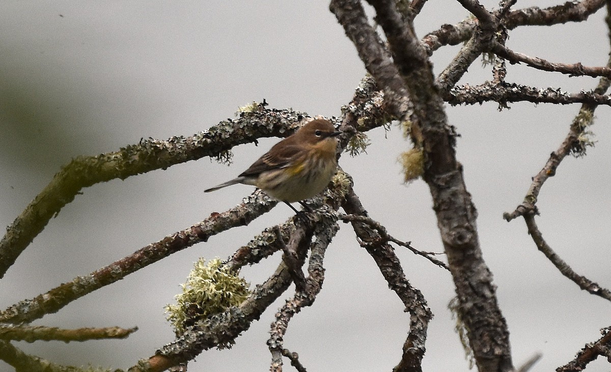 Yellow-rumped Warbler - ML642784356
