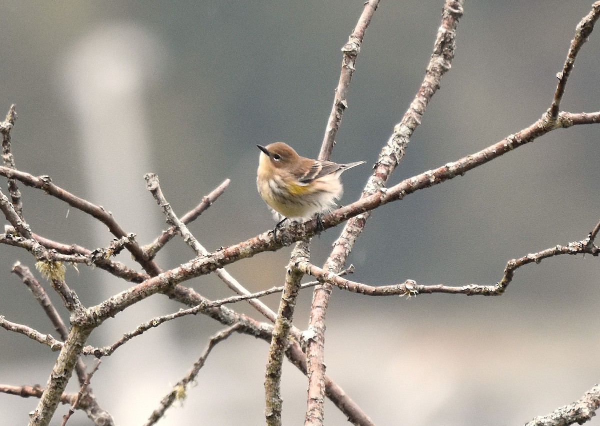 Yellow-rumped Warbler - ML642784357
