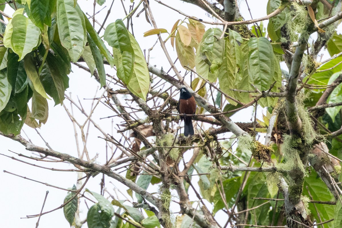 Chestnut-bellied Seed-Finch - ML642784380
