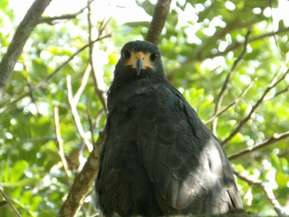 Common Black Hawk - ML642784398