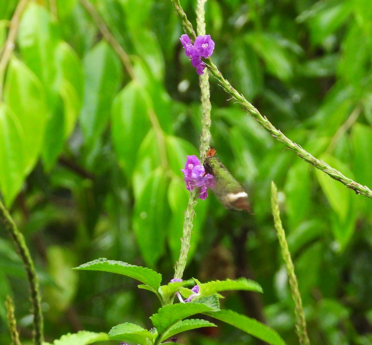 Rufous-crested Coquette - ML642784401