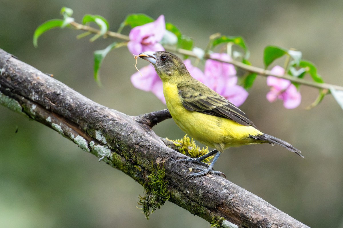 Flame-rumped Tanager - ML642784433