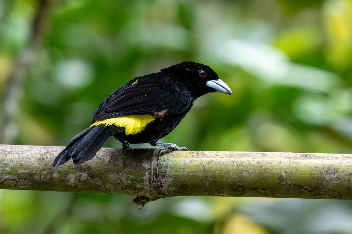 Flame-rumped Tanager - ML642784434