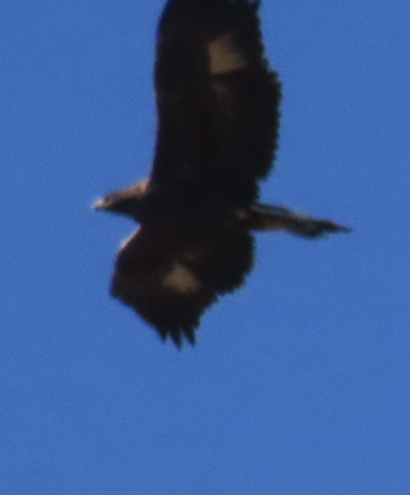 Golden Eagle - ML642784435