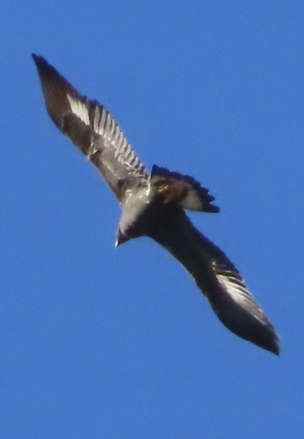 Golden Eagle - ML642784436