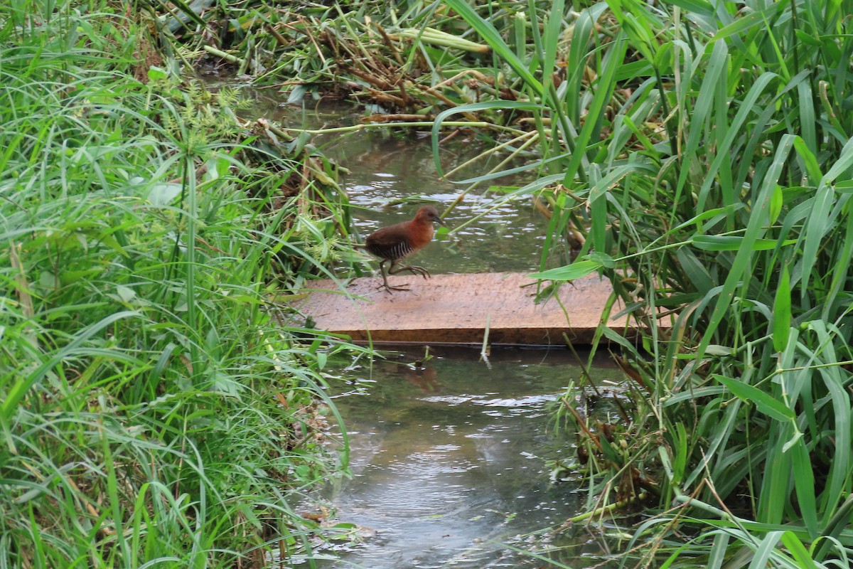 White-throated Crake - ML642784440