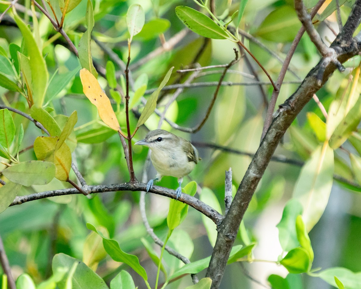 Yucatan Vireo - ML642784441