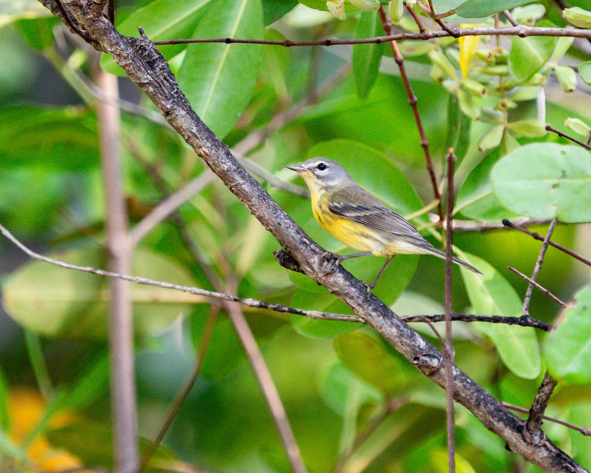 Prairie Warbler - ML642784451