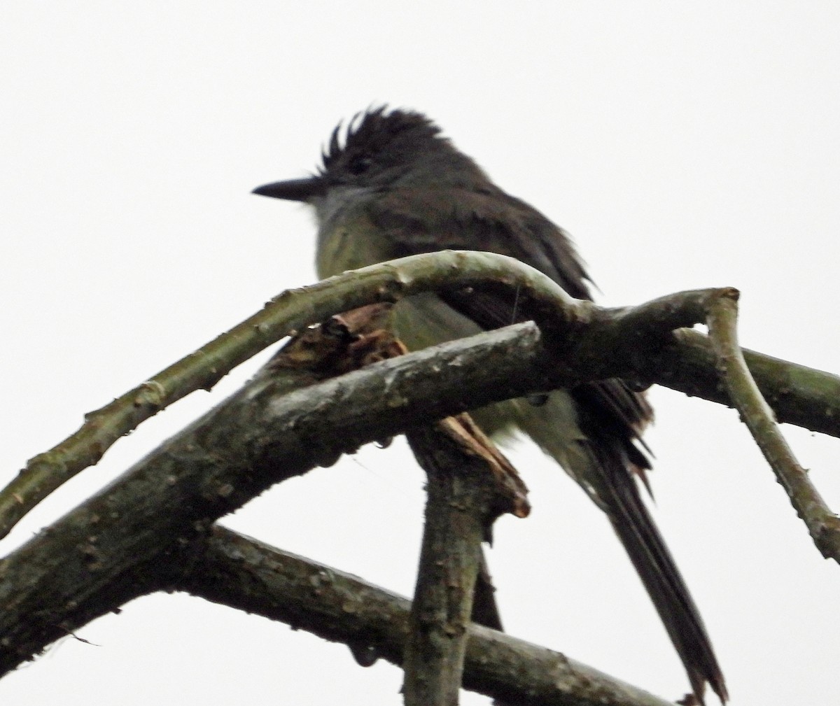 Short-crested Flycatcher - ML642784468