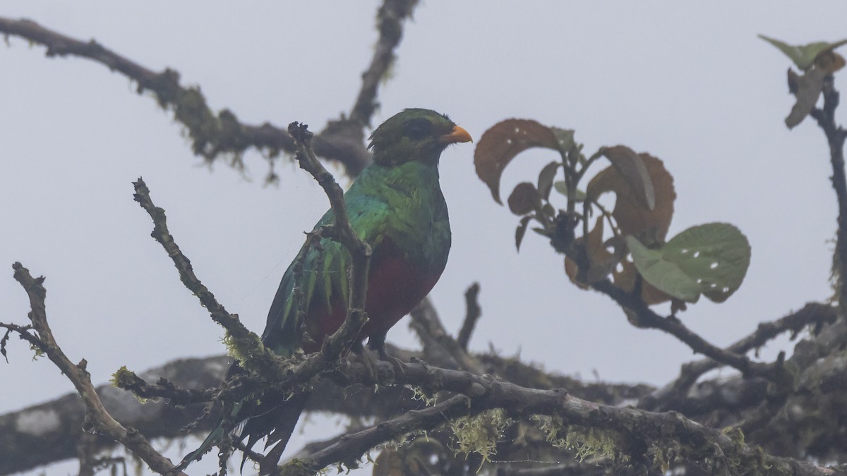 Golden-headed Quetzal - ML642784490