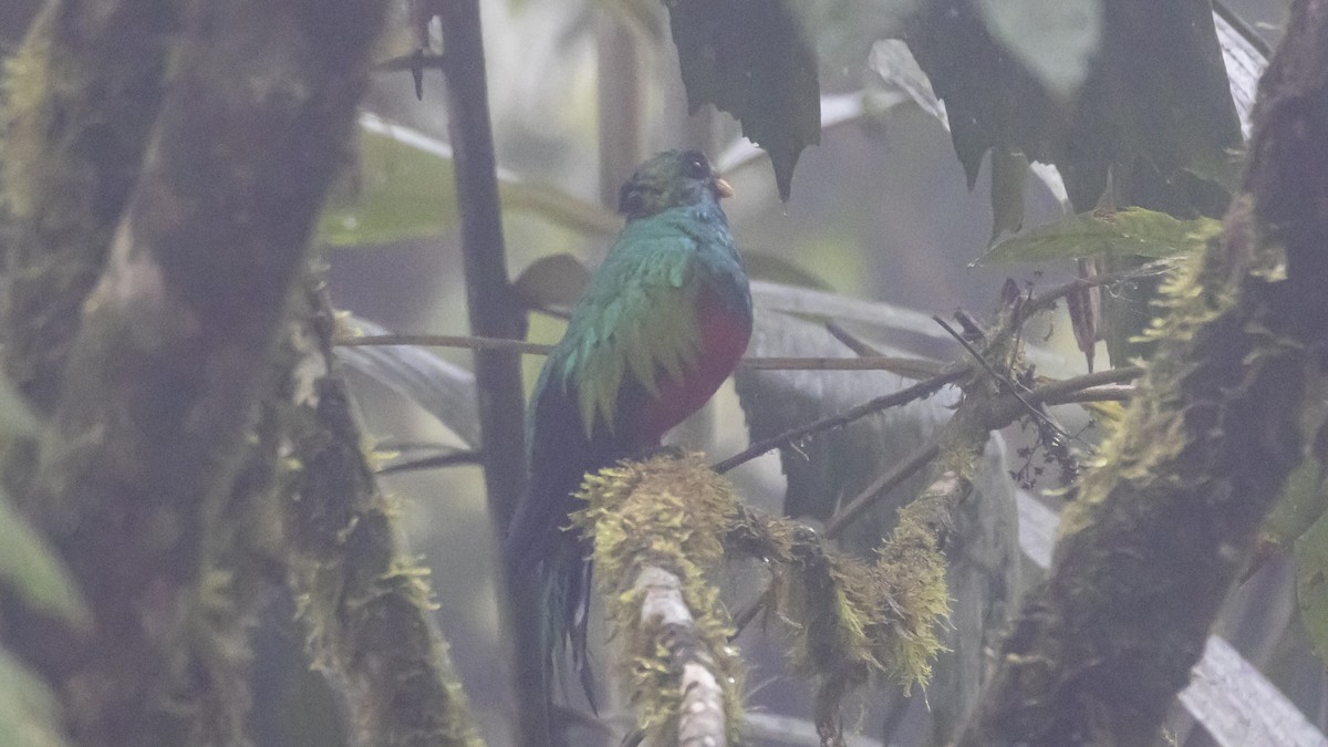 Golden-headed Quetzal - ML642784491