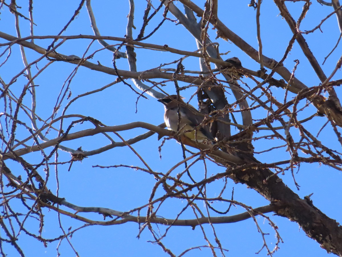 Cedar Waxwing - ML642784494