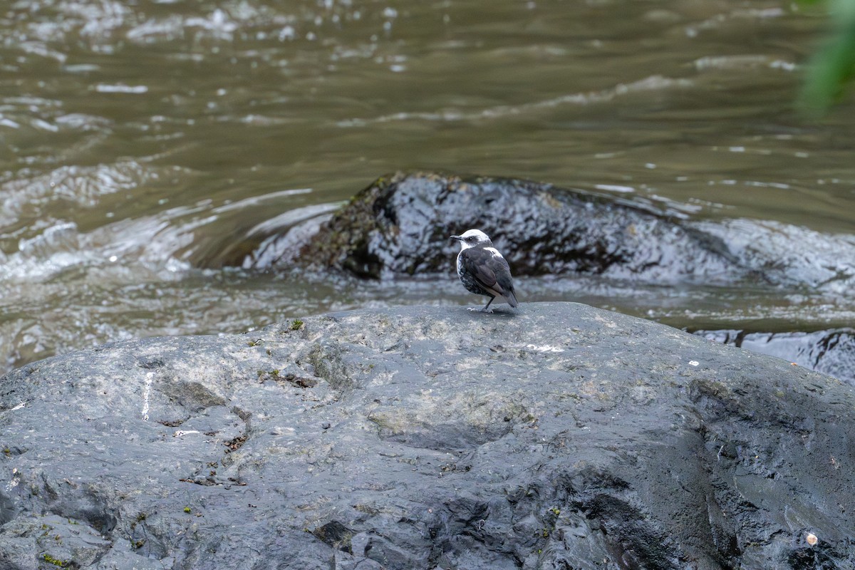 White-capped Dipper - ML642784511