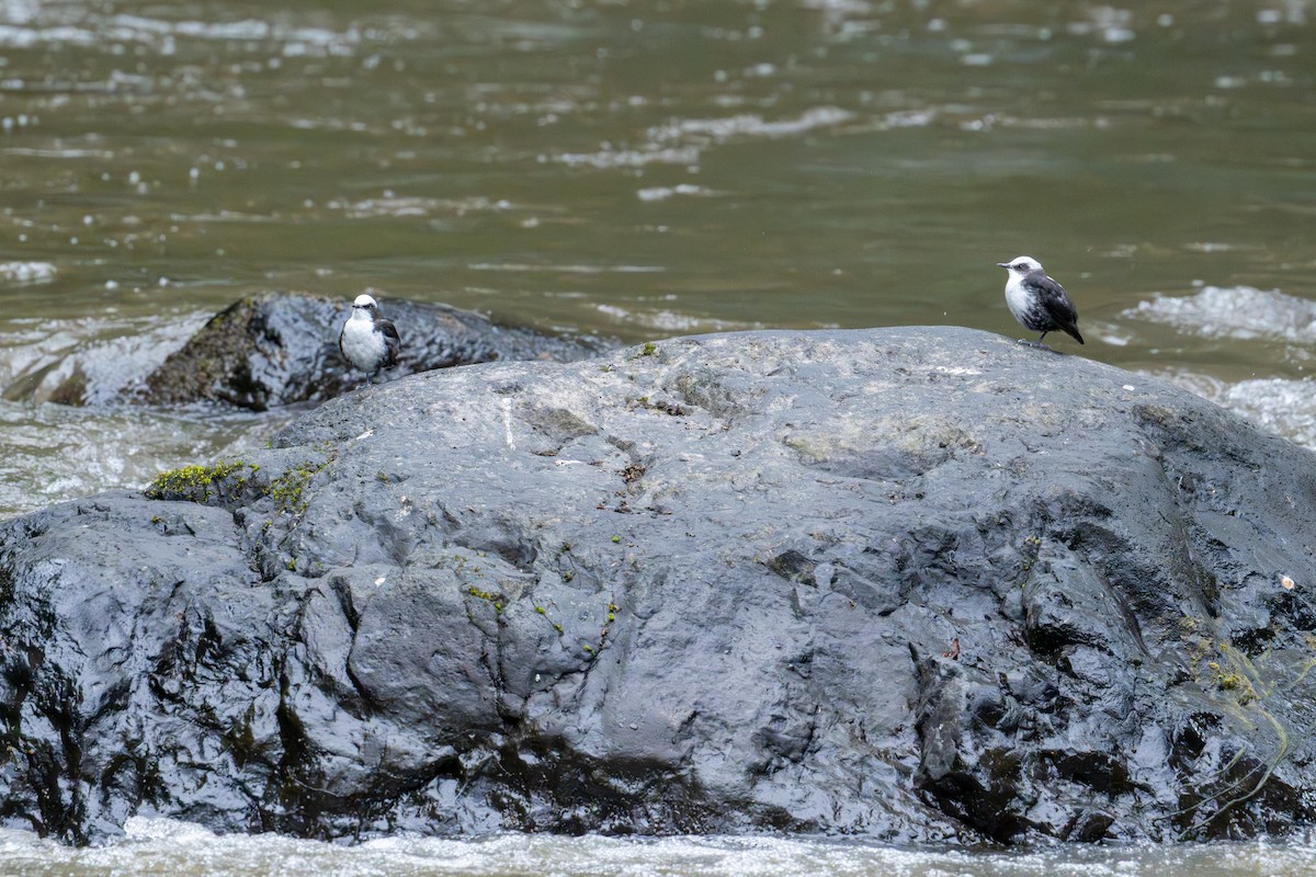 White-capped Dipper - ML642784512