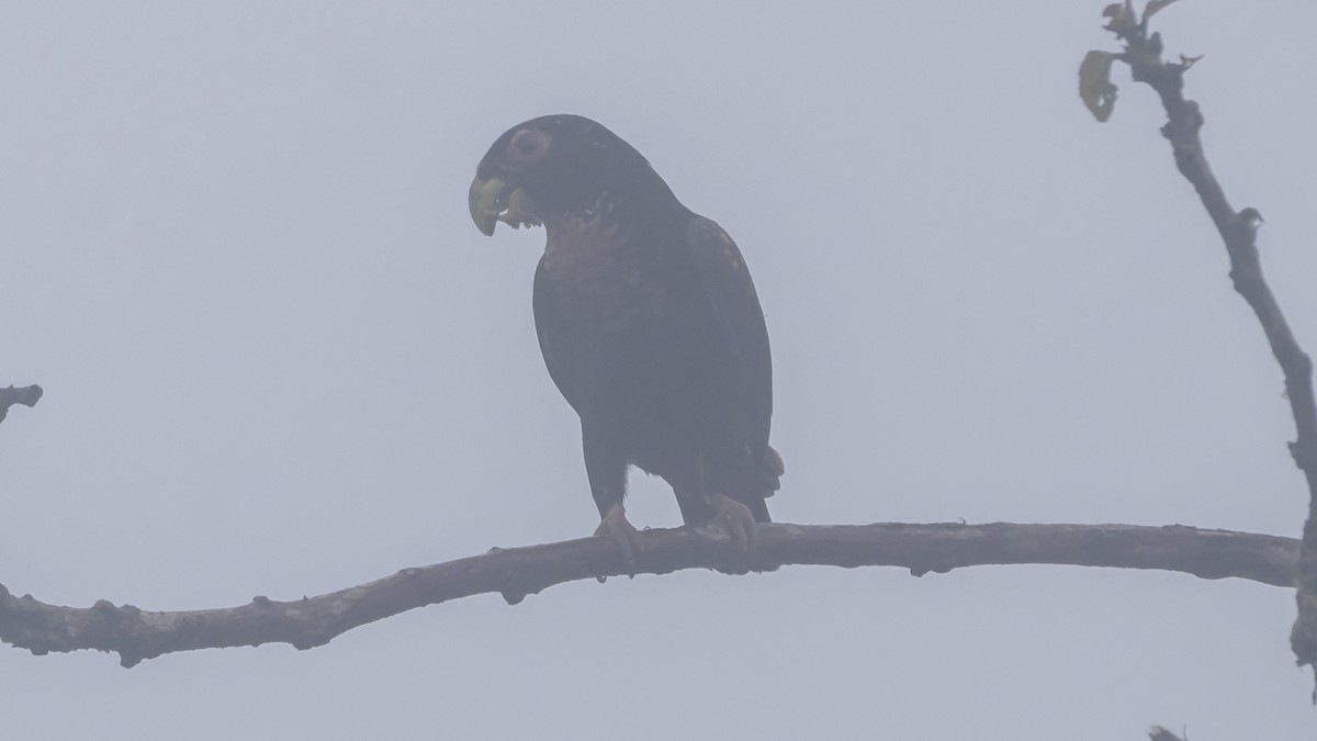 Bronze-winged Parrot - ML642784537