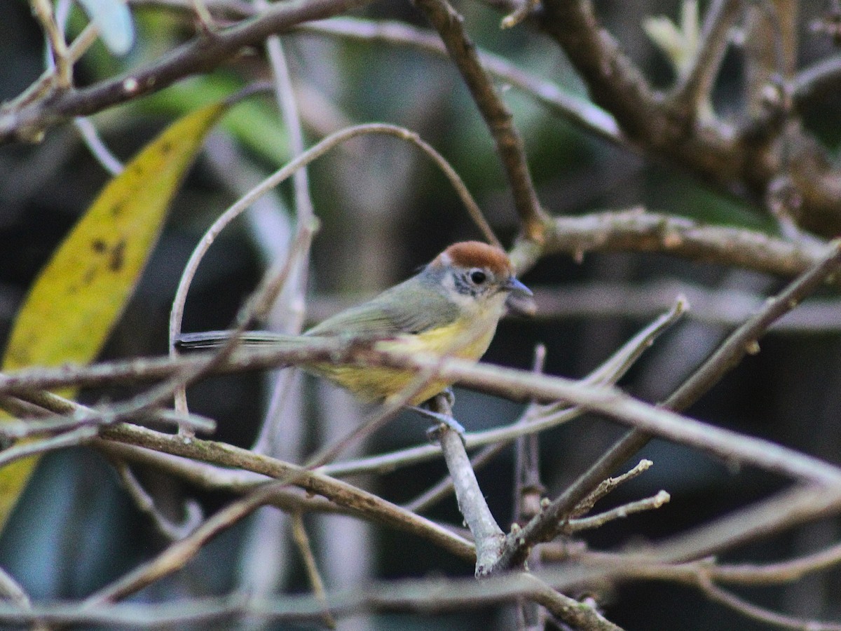 Rufous-crowned Greenlet - ML642784540