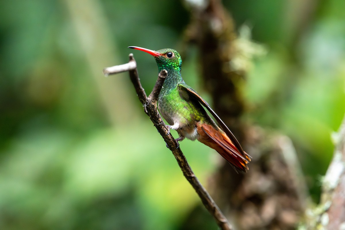 Rufous-tailed Hummingbird - ML642784543