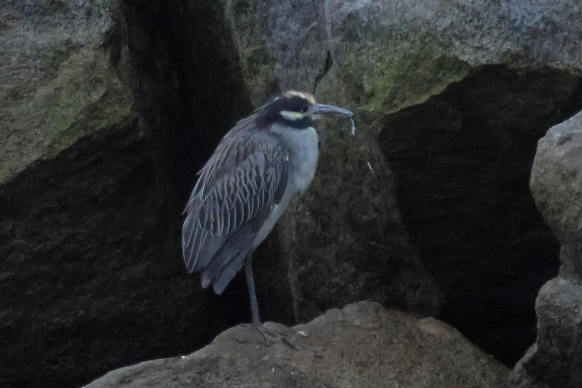 Yellow-crowned Night Heron - ML642784545