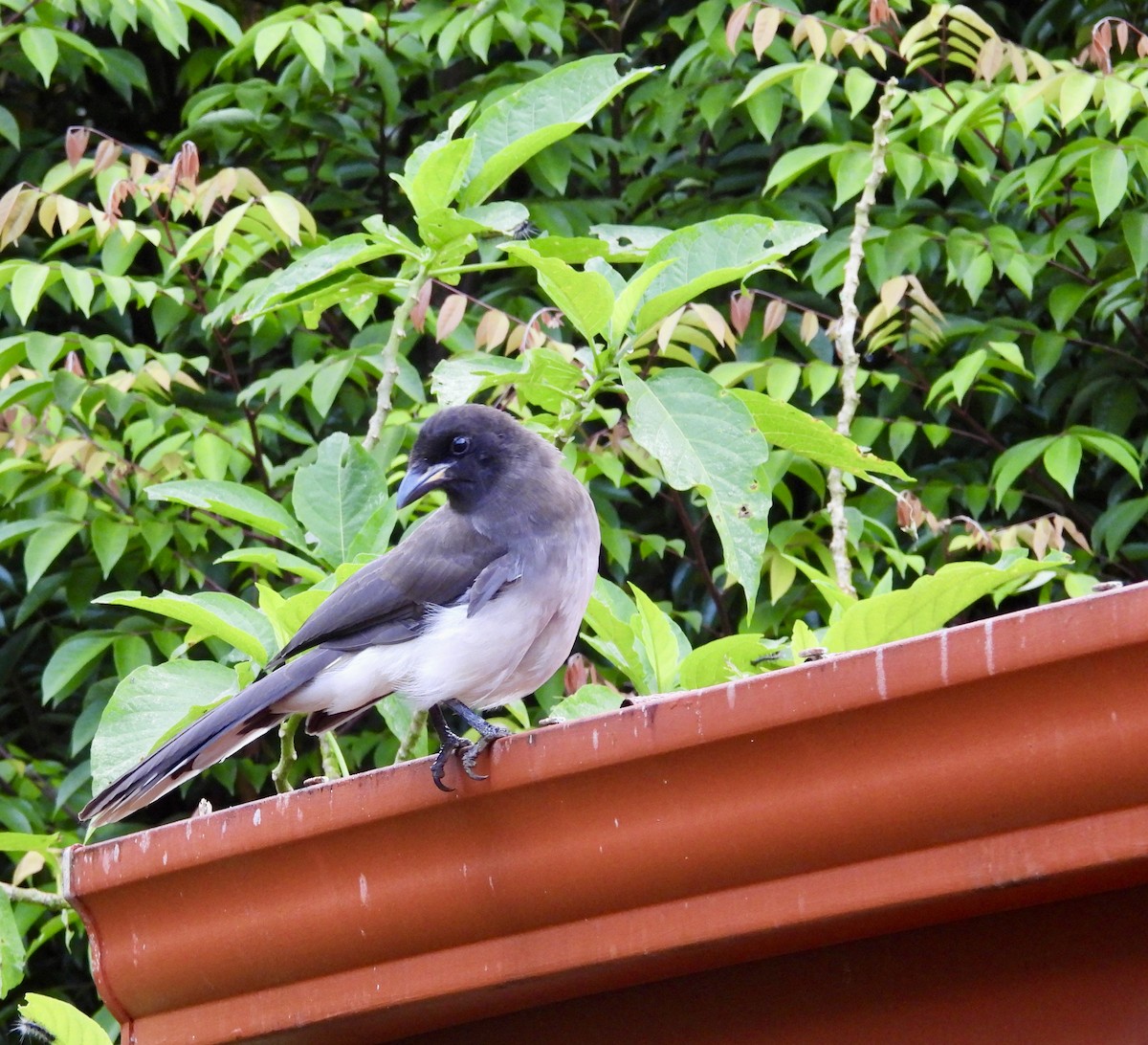 Brown Jay - ML642784559